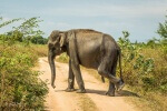 Udawalawe - słoń