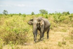 Udawalawe - słoń