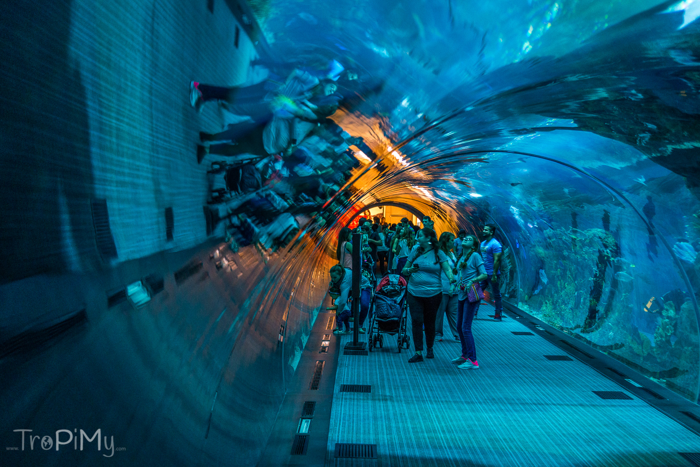 Akwarium w Dubai Mall